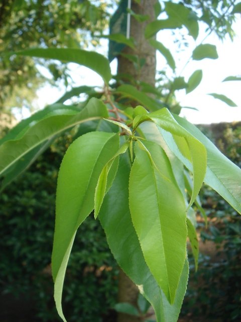 Prunus serotina